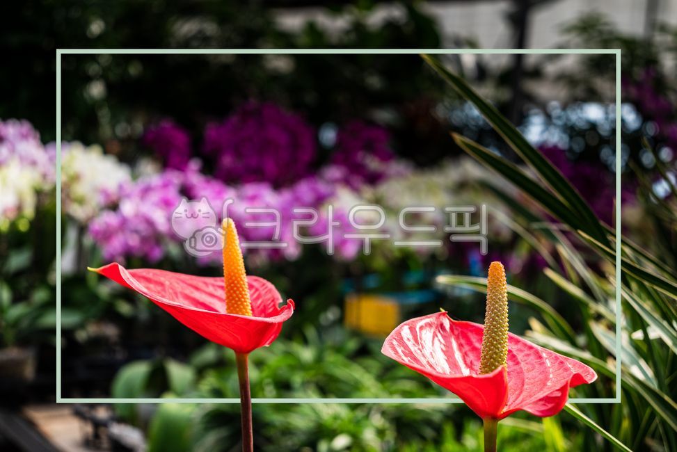 texture,copyspace,square box,column,text box,orchid flower,flower,square,background,copy space,squarebox,frame