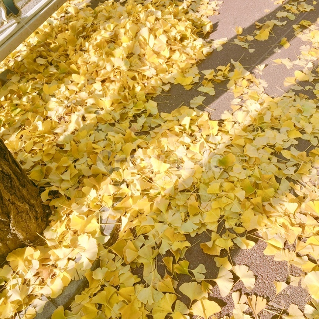 은행나무,은행잎,따스함,ginkgoleaf,yellow,road,가을,계절,fall,autumn,season
