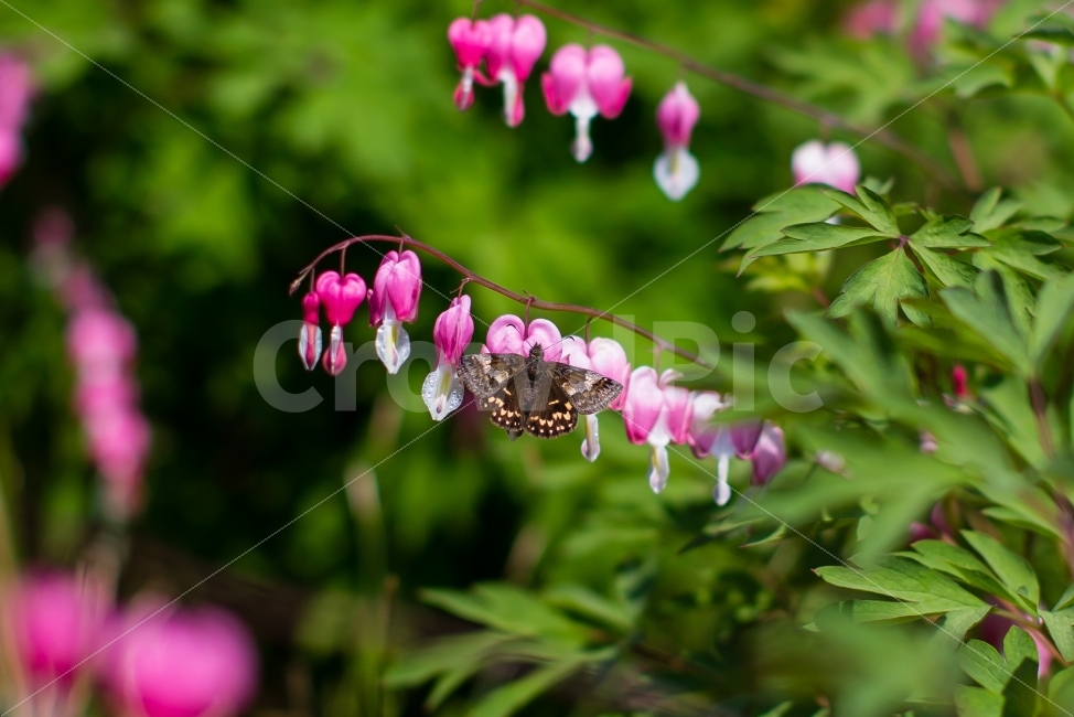 나방,나비,곤충,벌래,자연,숲,생태계,식물,식물,자연,plants,nature,꽃,flower,동물,animal,곤충,벌레,insect,bug