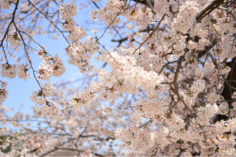 벚꽃,봄,꽃,자연,cherryblossom