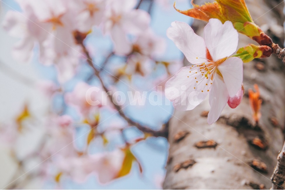 꽃,벚꽃,벚꽃나무,나무,봄,봄,계절,spring,season,식물,자연,plants,nature,꽃,flower,감성,sensible,feeling,색깔,색상,색채,색감,color sense,color sensitivity,feeling of color,plant,blossom