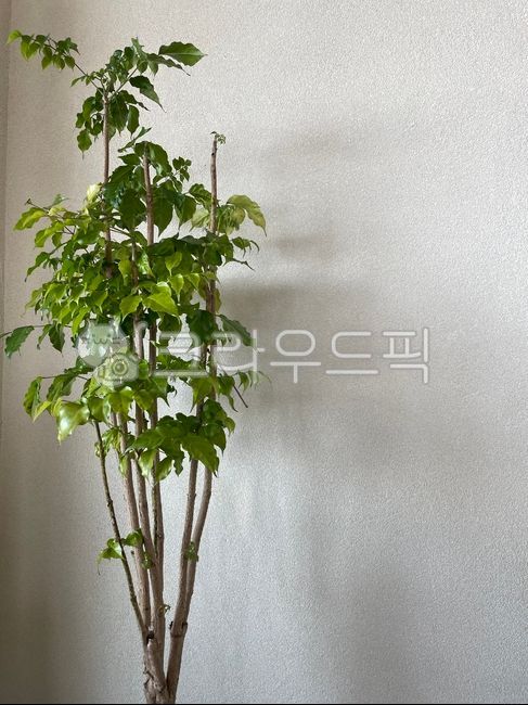 카페,나무,잎,심플,자연