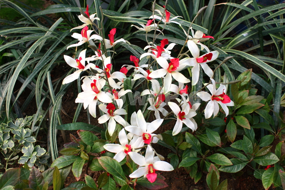 식물,꽃,plant,flower,blossom,식물,자연,plants,nature,꽃,flower