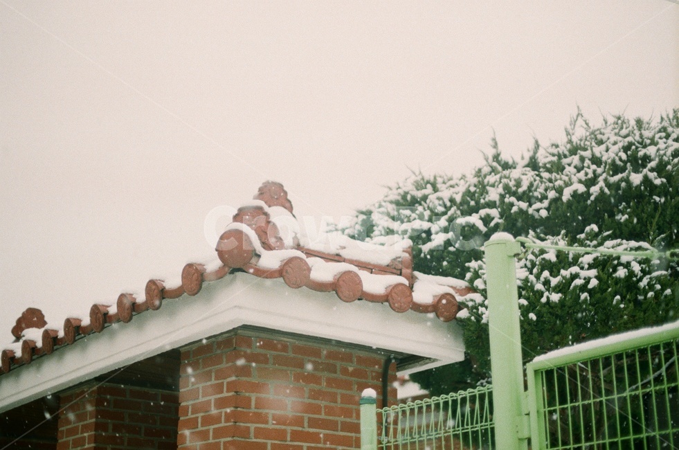 대문,나무,눈,처마,풍경,겨울,필름사진,겨울,계절,winter,season,자연,풍경,nature,landscape,감성,sensible,feeling