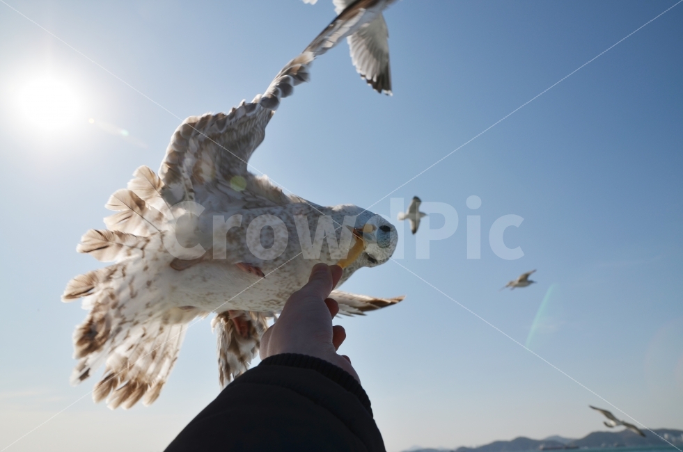 갈매기,새우깡,찰나의순간,냠냠,DSLR,동물,animal,조류,새,birds,사람,인물,인간,human,person