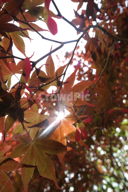 가을,낙엽,햇살,단풍,나무,하늘,틈새,가을,계절,fall,autumn,season,plant,식물,leaf,잎,tree,maple