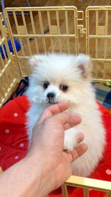 강아지,포메라니안,애견,가족,응시,손,사랑,미소,동물,animal,포유류,mammal,개,강아지,dog,doggy