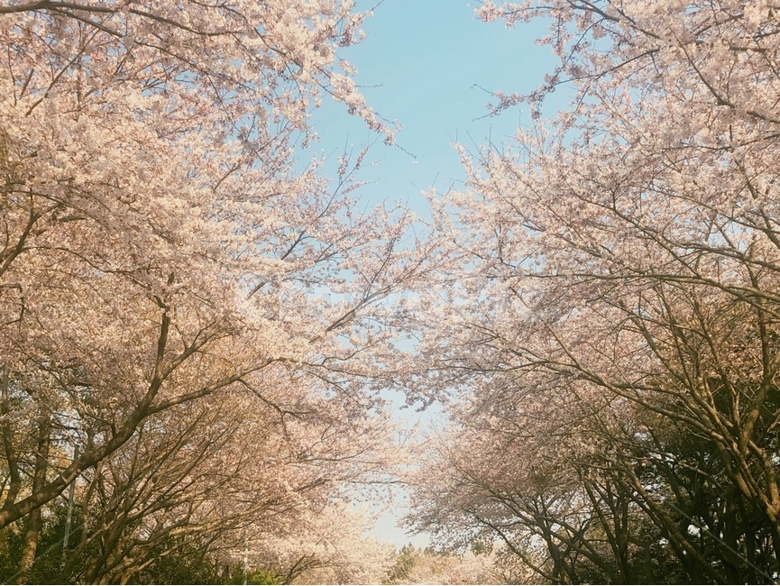 벚꽃,봄,풍경,봄풍경,분위기,꽃놀이,봄,계절,spring,season,자연,풍경,nature,landscape,plant,식물,tree,나무