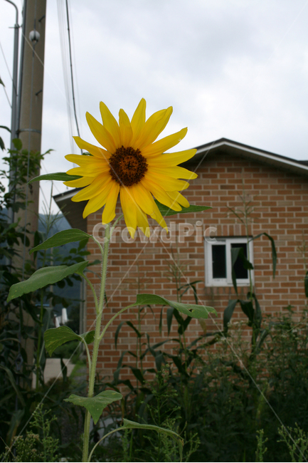 해바라기,식물,flower,plants,nature,꽃,꽃봉오리,식물,자연,plants,nature,꽃,flower
