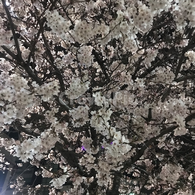 봄,벚꽃,하늘,꽃,핑크,flower,pink,cherryblossom,sky,spring,봄하늘,매화,나무,밤,night