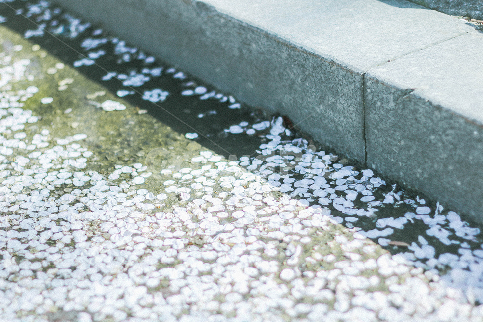벚꽃,봄,벚꽃잎,감성사진,꽃,spring,따뜻함,순수,깨끗,flower,cherryblossoms,일본감성,여의도벚꽃축제,4월,아기자기,길거리,소녀감성,빛,봄,계절,spring,season,꽃,flower,감성,sensible,feeling,nature,자연