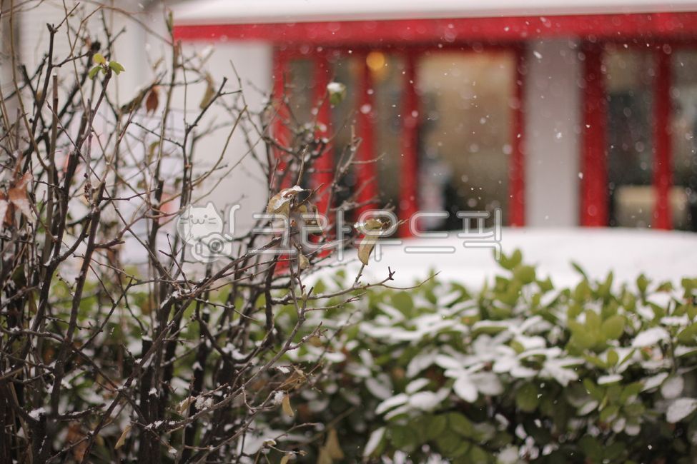 겨울,눈,하양,빨강,색,winter,snow,white,red,배경,background,나무,tree