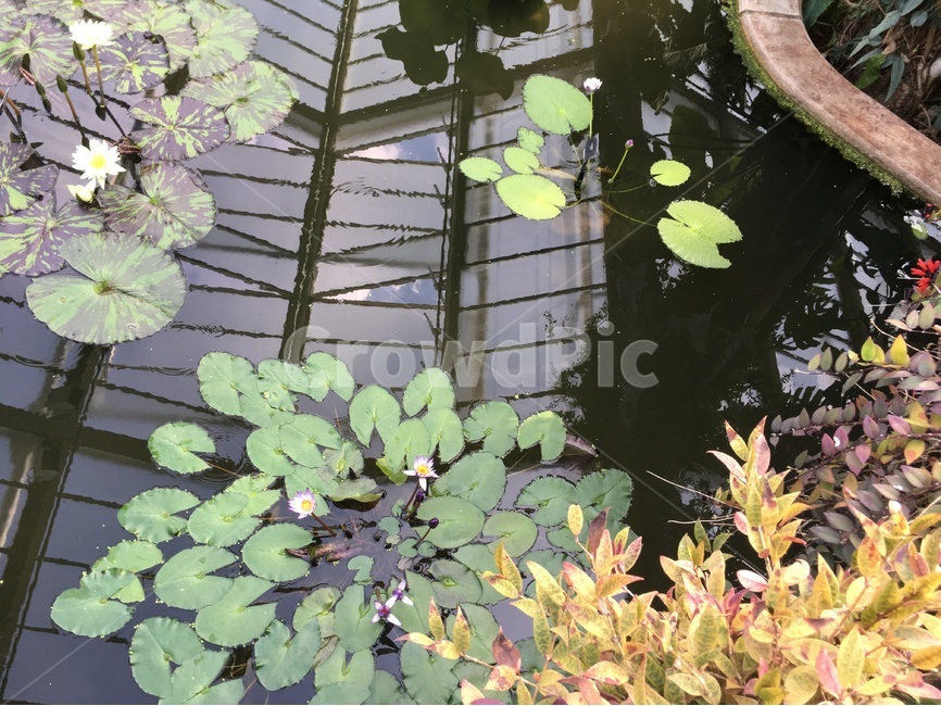 연잎,연못,물,풀,자연,식물,식물,자연,plants,nature
