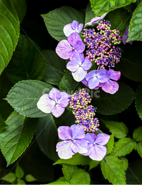 수국,꽃,색감,식물,접사,매크로,배경,백그라운드,감성,힐링,뷰티,plants,nature,flower,싱그로운,자연,아름다운,식물,자연,plants,nature,꽃,flower