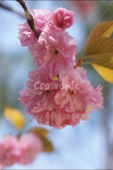 겹벚꽃,왕벚꽃,핑크,봄,하늘,풍경,봄,계절,spring,season,식물,자연,plants,nature,꽃,flower,plant,blossom,geranium,제라늄