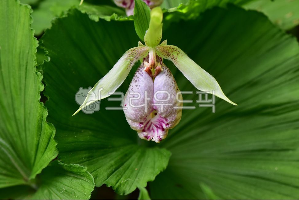 광릉요강꽃,멸종위기,난초과,복주머니란속,야생화,1급,희귀,봄,꽃,plant,wild,flower,자연,생태,식생,풀꽃,식물,큰복주머니란
