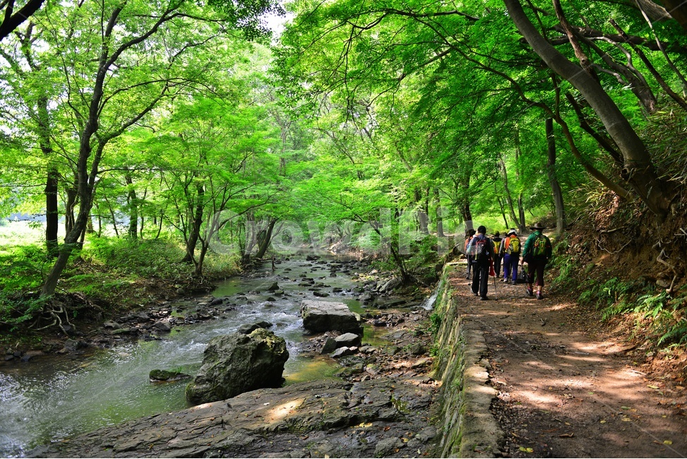 human,인간,person,사람,stream,흐름,forest,숲,outdoors,옥외,water,물,nature,자연,tree,나무,plant,식물,vegetation,초목,고창,선운사,도솔천,선운사계곡,도솔천계곡,계곡,여름,계절