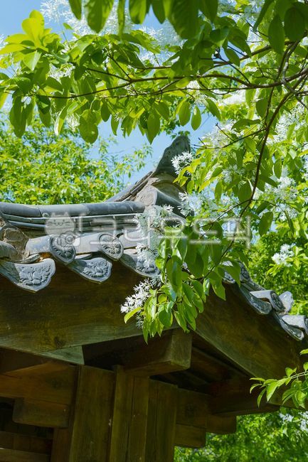 roof,pop tree,tree,This pop flower,branch,spring flowers,bough,eaves,twig,tile,temple,petalchinesefringetree