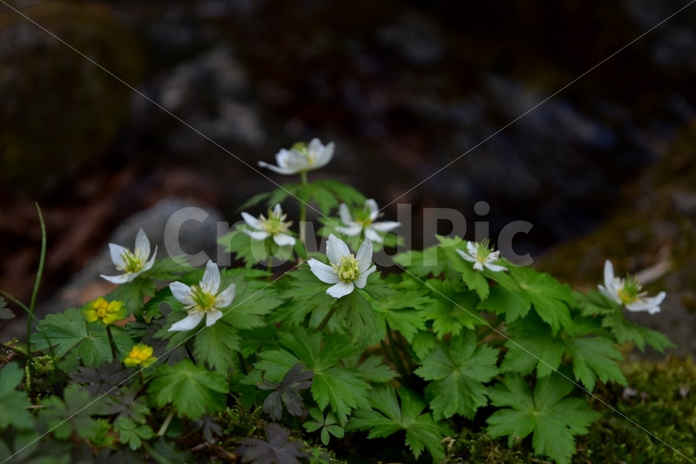 모데미풀,봄,야생화,꽃,청태산,강원도,봄꽃,고산야생화,감성,wildflower,산꽃,봄야생화,계곡,이끼,꽃말,슬픈추억,아쉬움,MegaleranthissaniculifoliaOhwi,금매화아재비,운봉금매화,식물,자연,식생,생태,식물,자연,plants,nature,꽃,flower
