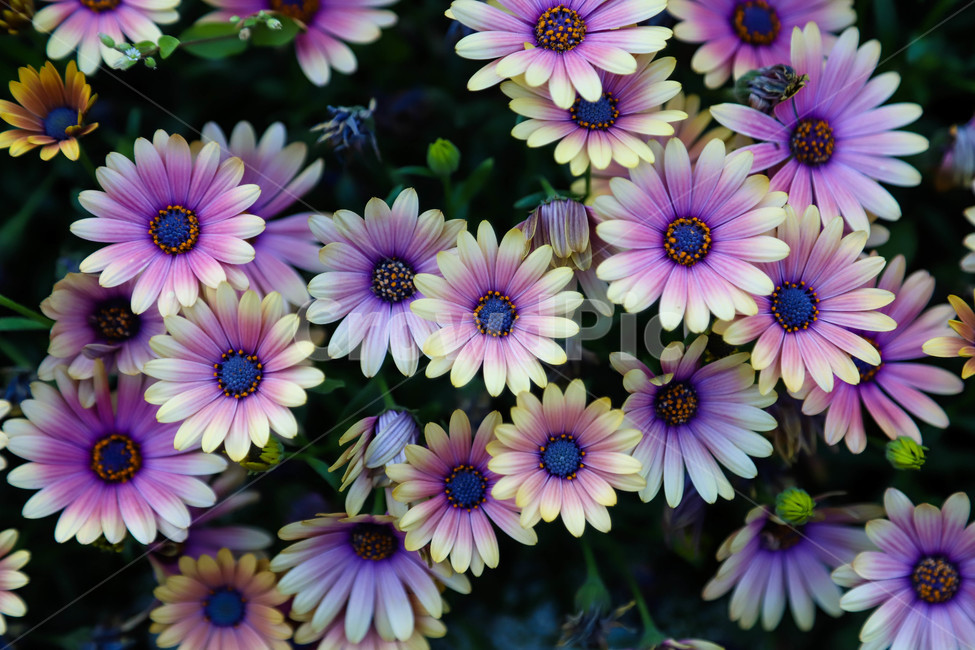 봄,봄날,봄꽃,배경,예쁜,아름다운,꽃,spring,flowers,beautiful,plants,식물