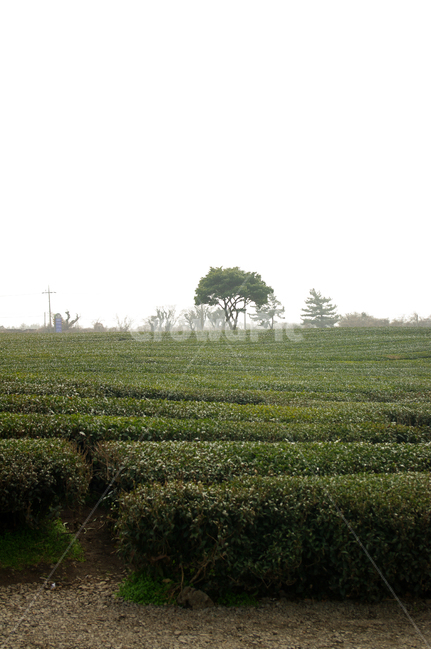 나무,녹차,밭,초록,잎,자연,풍경,nature,landscape,outdoors,옥외