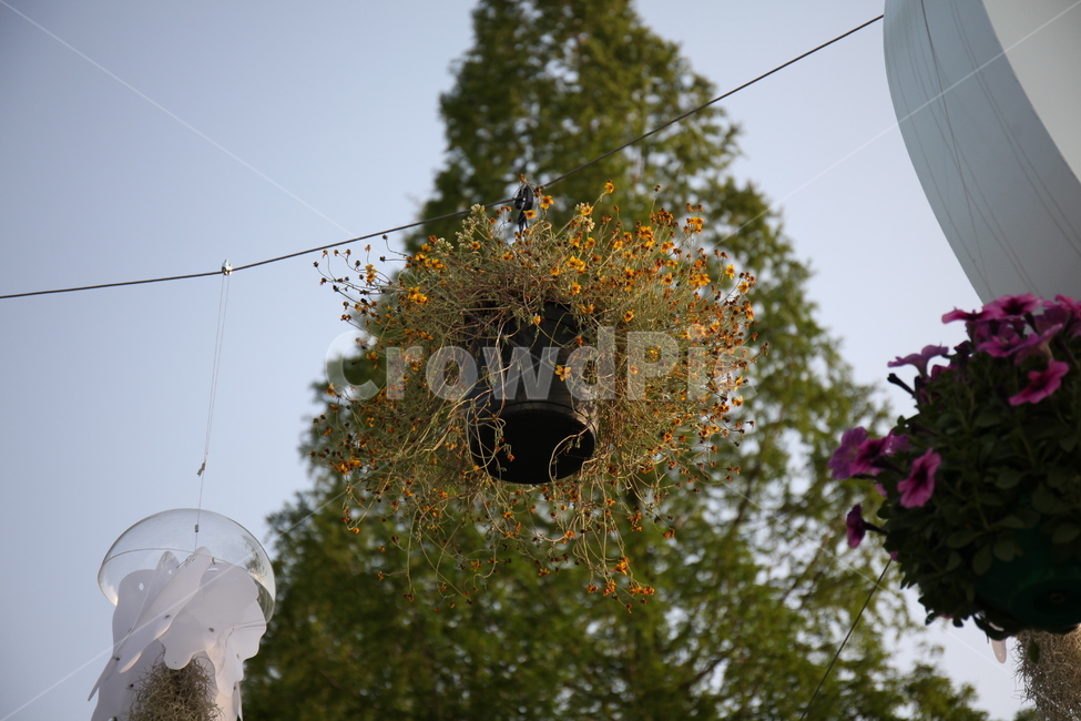 꽃,화훼,플라워,flower,flowergarden