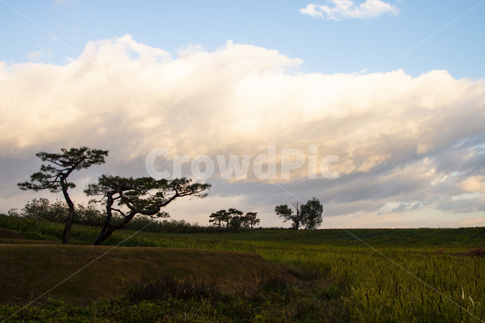 구름,소나무,초원,배경,편안,자연,풍경,nature,landscape,savanna,대초원,field,들,grassland,목초지,outdoors,옥외