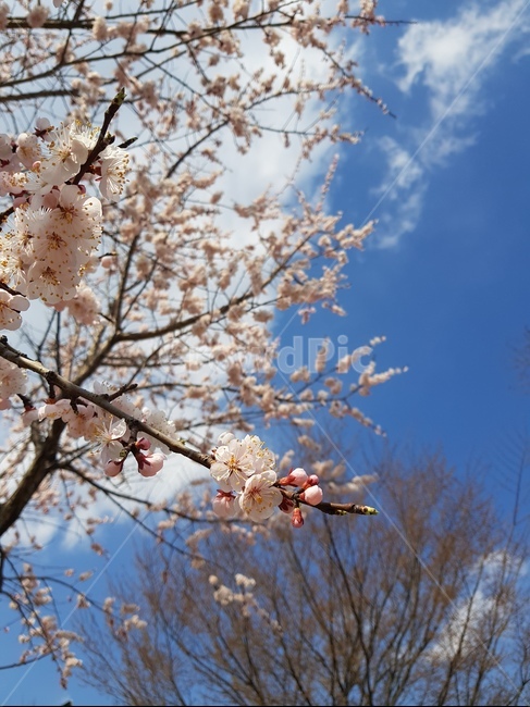 벚꽃,봄,하늘,나무,꽃,경치,봄,계절,spring,season,식물,자연,plants,nature,꽃,flower,plant,blossom