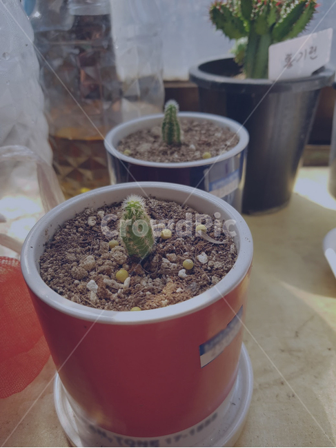 plant,식물,선인장,팔꺽이,분갈이