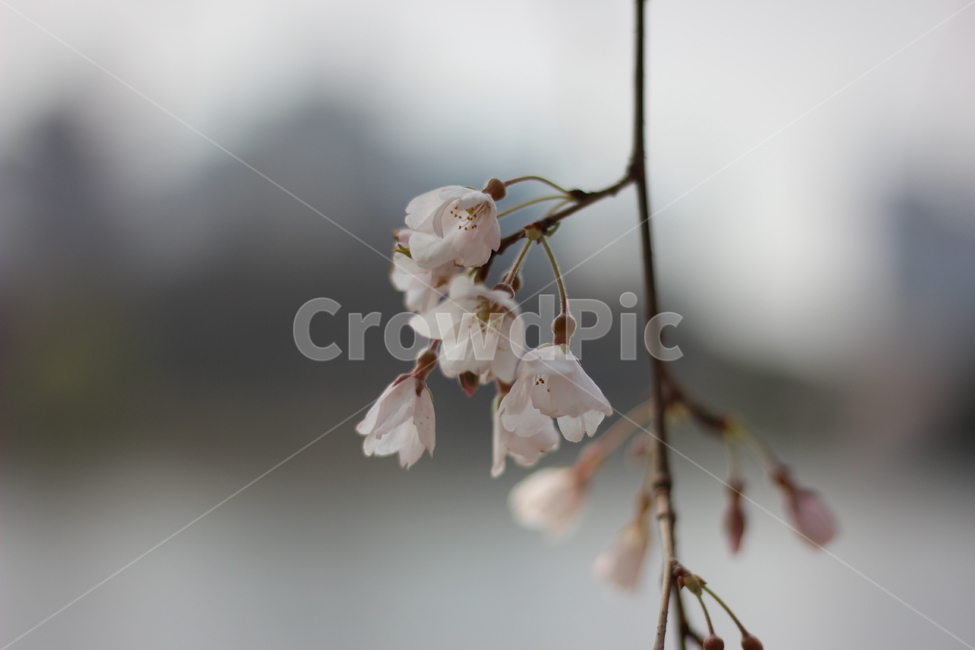 봄,봄꽃,벚꽃,꽃,spring,springtime,cherryblossom,landscape,scenery,flower,picture,풍경,봄,계절,spring,season,식물,자연,plants,nature,꽃,flower,plant,blossom
