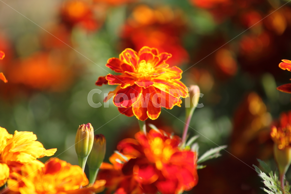 메리골드,꽃,식물,marigold,국화과,만수국,식물,자연,plants,nature,꽃,flower
