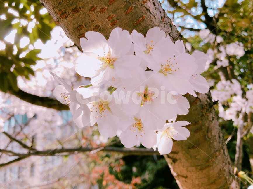 벚꽃,봄,벚나무,벚꽃나무,꽃,봄,계절,spring,season,식물,자연,plants,nature,꽃,flower,plant