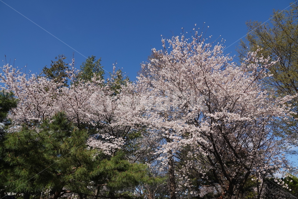 plant,식물,flower,blossom,꽃,나무,trees,wood