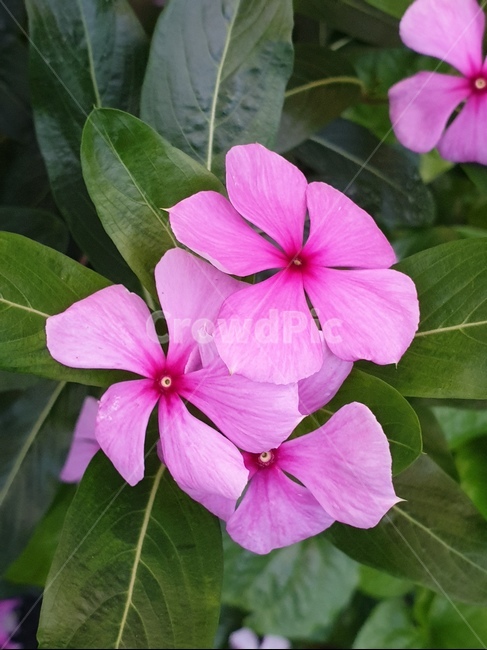 베트남야생화,야생화,봄꽃,베트남꽃,특이한꽃,식물,자연,plants,nature,꽃,flower
