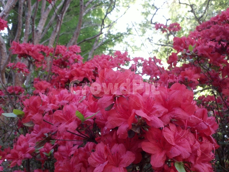 철쭉,진달래과,척촉화,산객,개꽃나무,낙엽떨기나무,관상용,식물,자연,plants,nature,꽃,flower