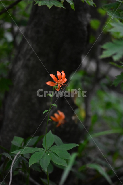 말나리,야생화,식물,자연,꽃,생태,힐링,플라워,wildflower,flower,plants,nature,season,감성,느낌,emotion,feeling,여름,여러해살이풀,산형과,백합과,백합속,주황색,식물,자연,plants,nature,꽃,flower