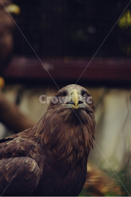 새,독수리,매,eagle,부리,눈,주시,동물,animal,조류,새,birds