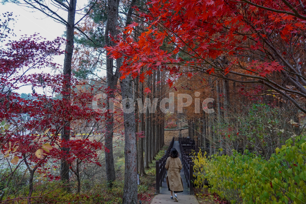 가을풍경,풍경,단풍,청남대,청주,울긋불긋,단풍놀이,가을,계절,fall,autumn,season,자연,풍경,nature,landscape,사람,인물,인간,human,person,여성,여자,woman,female,lady,plant,식물,tree,나무,leaf,잎,maple