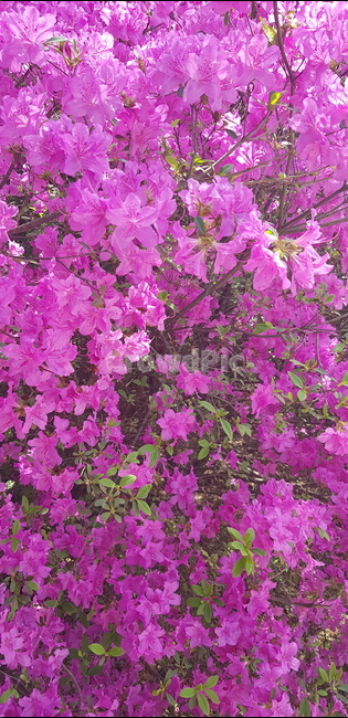 꽃,진달래,분홍진달래,분홍색진달래,분홍,분홍색,식물,자연,plants,nature,꽃,flower