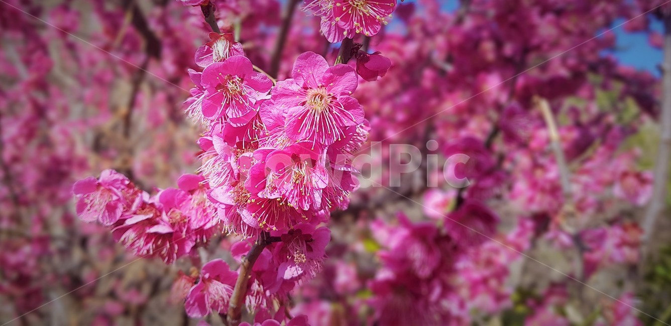 꽃,flower,핑크색꽃,자연,분홍색꽃,청량,풀,봄,계절,spring,season,식물,자연,plants,nature,꽃,flower,plant