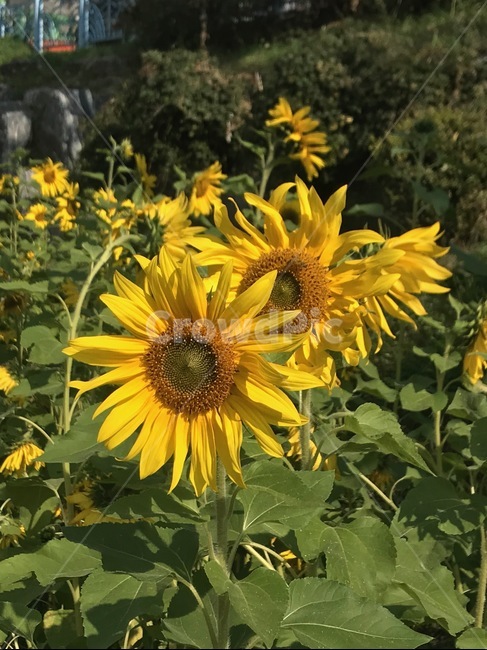 식물,plant,blossom,flower,꽃,식물,자연,plants,nature,꽃,flower