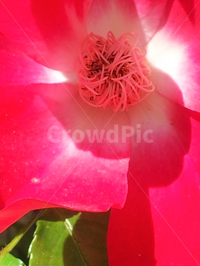 꽃,빨강,암술,배경,아름다움,식물,자연,plants,nature,꽃,flower