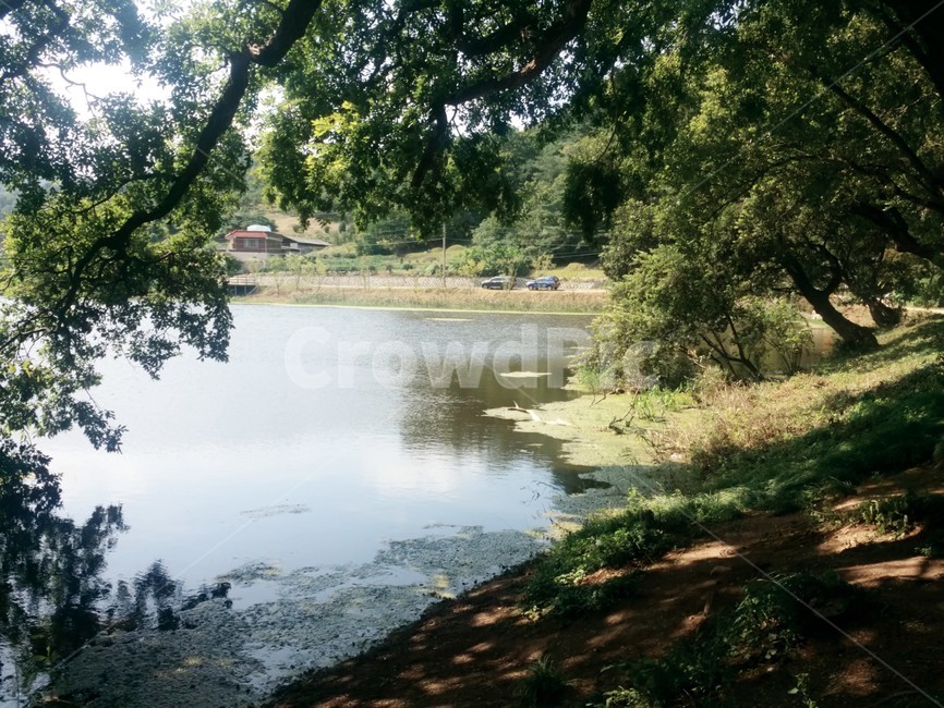 울창,울창한,나무,푸른,여름,연못,자연,풍경,nature,landscape,water,물,outdoors,옥외