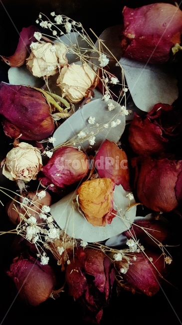 꽃,장미,안개꽃,말린꽃,말린장미,드라이플라워,감성사진,꽃,flower