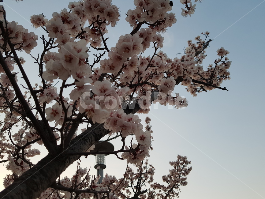 plant,식물,blossom,flower,꽃,cherryblossom,벚꽃,산책길
