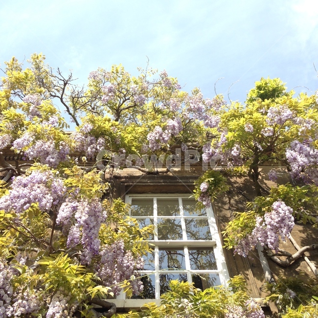 나무,영국,꽃,하늘,창문,캐임브릿지,tree,unitedkingdom,uk,cambridge,flower,flowers,sky,window