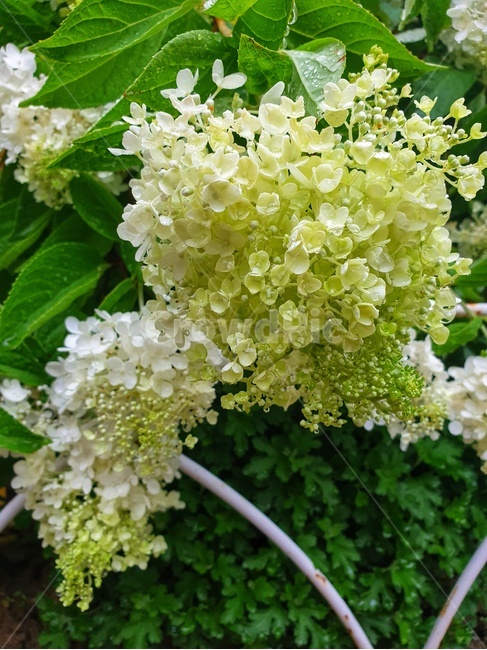 plant,식물,flower,꽃,수국