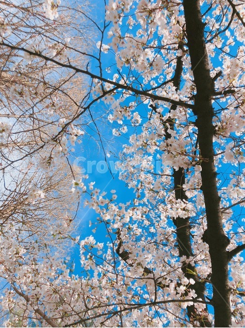벚꽃,꽃,봄꽃,봄,식물,나무,벚꽃나무