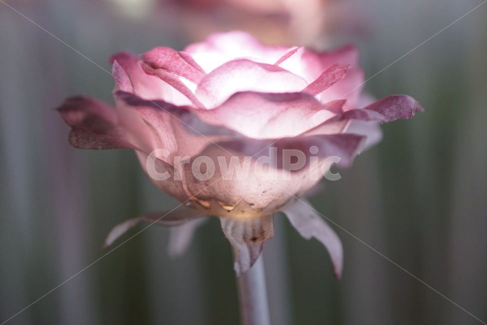 led꽃,봄,아웃포커싱,보케,보라매공원,꽃보라동산,야경,밤,풍경,nightscape,night,landscape,rose,장미,flower,꽃,plant,식물,blossom