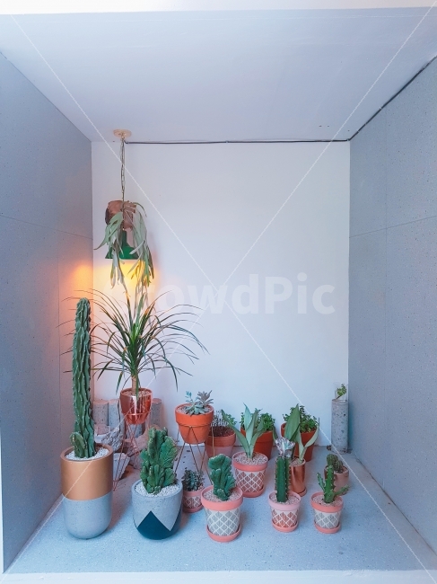 선인장,식물,초록,전구,불빛,화분,카페,식물,자연,plants,nature,실내용화초,화분,화초,house plant,인테리어,실내디자인,interior design